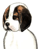Saint Bernard Puppy